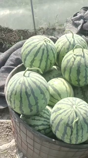 大棚美都精品黑籽西瓜头茬本苗糖度13+