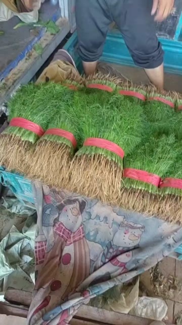 邯郸精品茴香苗
