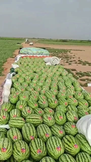 鄯善县新疆，吐鲁番西瓜产区