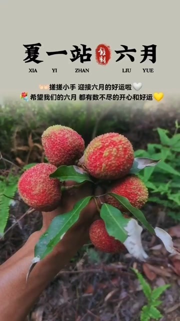 东莞市妃子笑