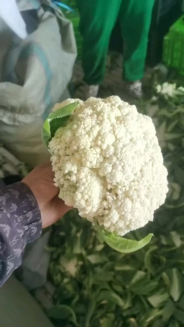 邯郸精品有机花