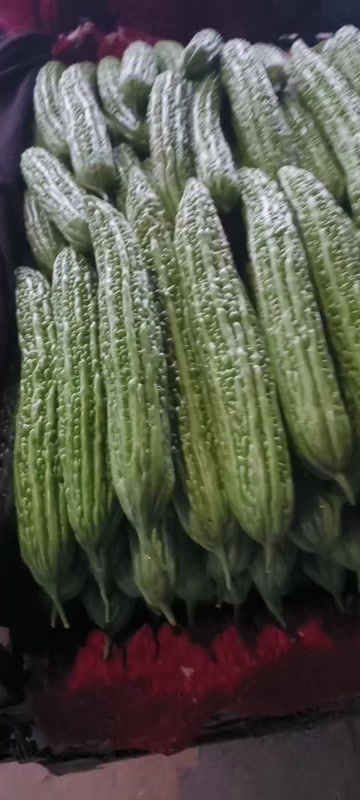 邯郸精品苦瓜