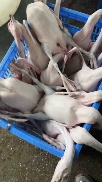 广东清远黑棕鹅新鲜现杀整只光鹅酒店焖鹅茶餐厅烧鹅量大从优批发