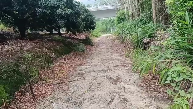 博罗县卖妃子笑啦，村里老人自种的，一周后成熟，现在是酸甜口为主