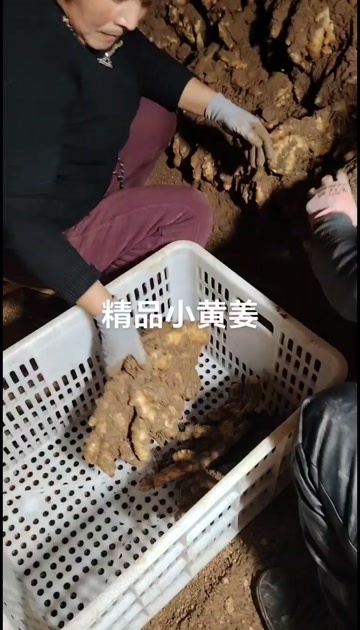 莒县长掰红牙姜