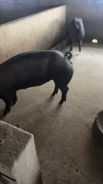 淮安江苏淮安供应200-300斤母黑猪送货上门技术指导运输