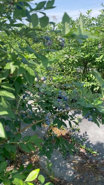合肥露地蓝莓奥尼尔绿宝石莱克西珠宝