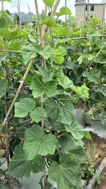 安顺贵州黄瓜