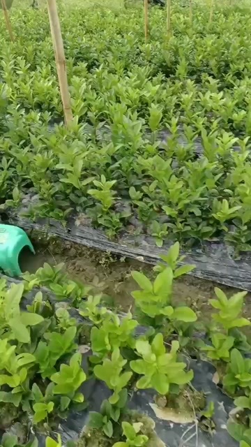 肇庆广东肇庆供应优质佛手苗健康种苗药材种植好帮手