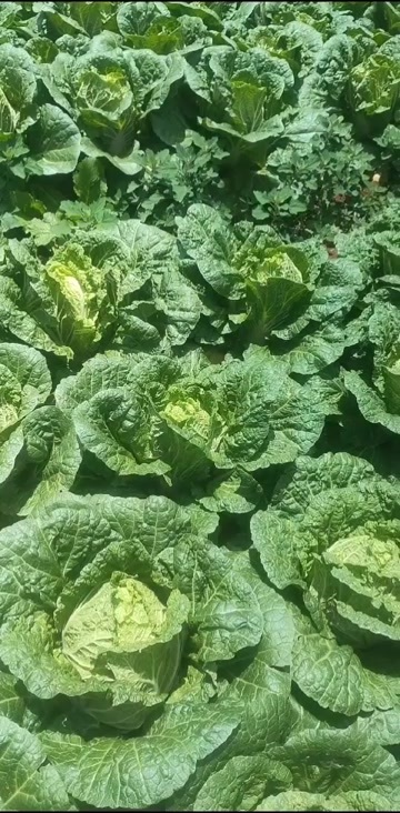 威宁县农家种植高山大白菜