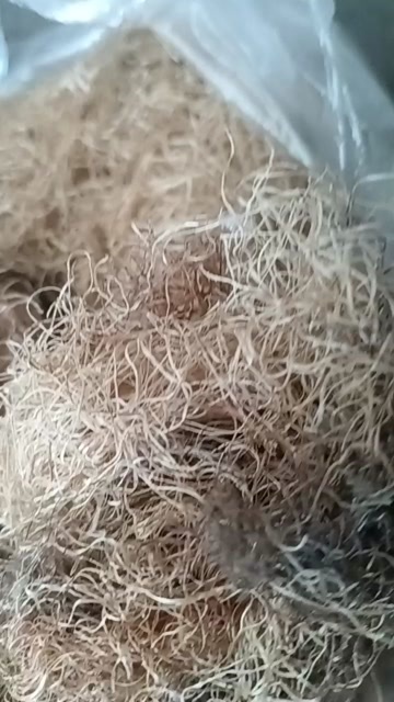 青州市玉米须