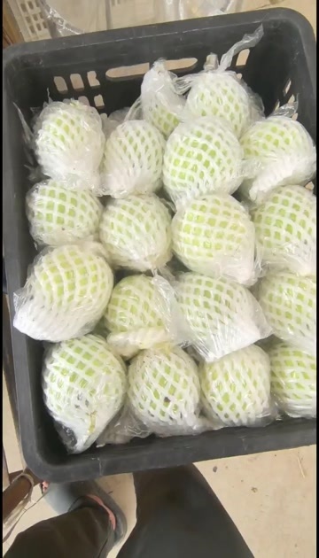 廉江市番石榴。大量出货中