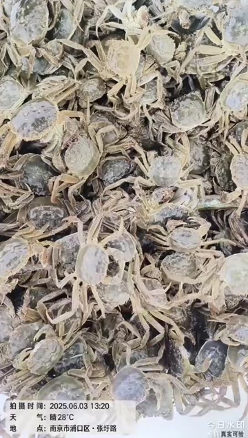 大闸蟹苗 通货 5钱大小