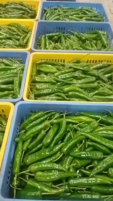 韶关尖椒