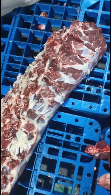 六盘水黄膘吊龙