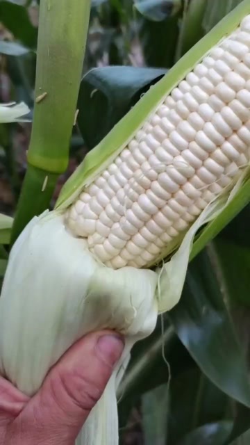 达州336小甜糯