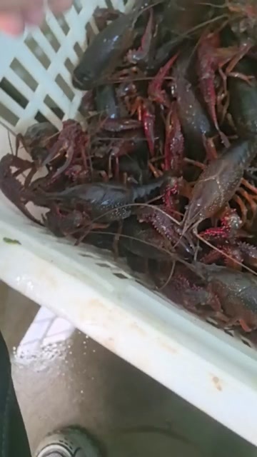当涂县老红炮母，塘南本地货