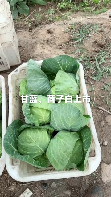 甘蓝