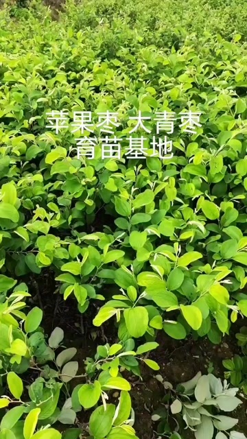 大青枣苗基地直批