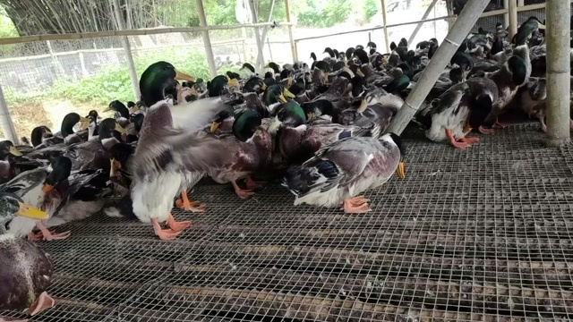 肇庆麻鸭大青头