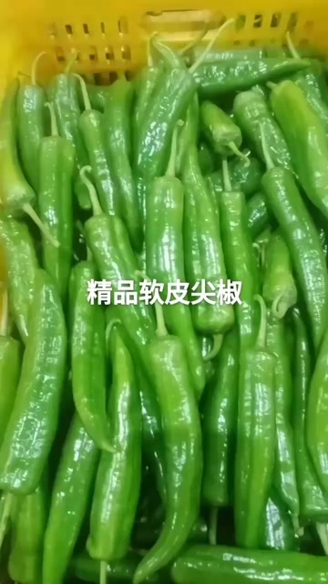 韶关尖椒