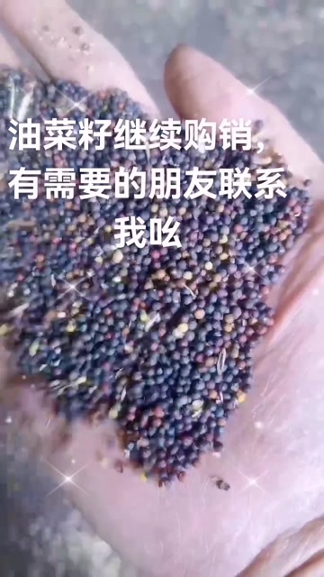 渭南2025年新油菜籽