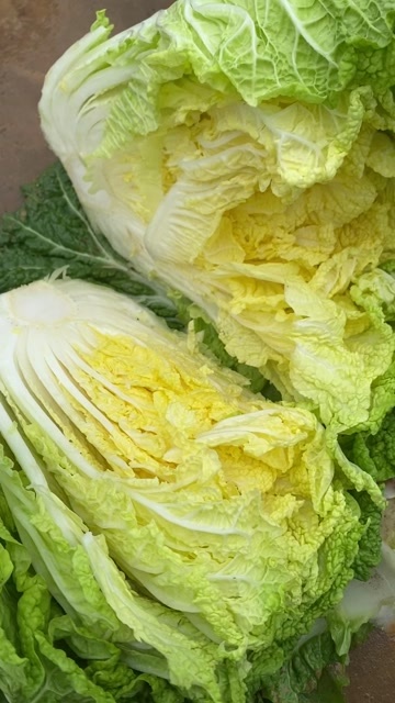 威宁县黄心大白菜