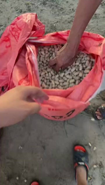 东方市沙地花生