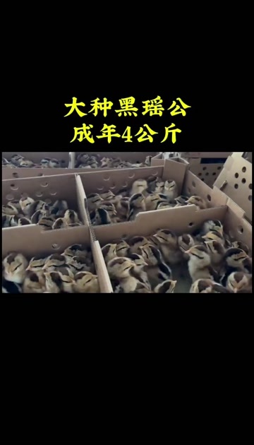 大种黑瑶鸡苗