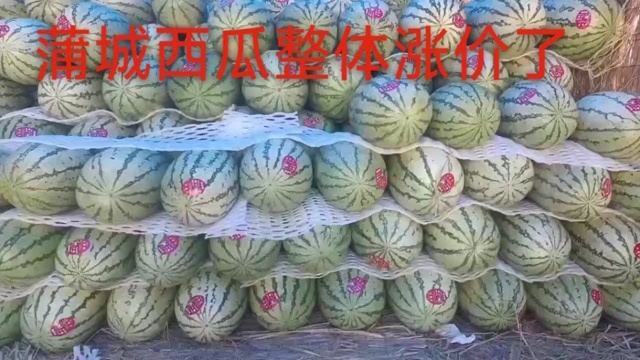 蒲城县蒲城西瓜天天涨价