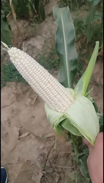 蓬溪县白糯玉米大量上市