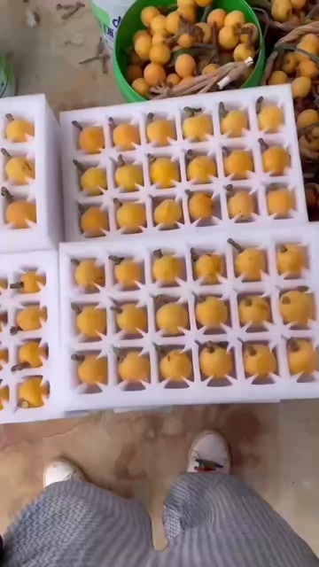 枇杷江苏大白玉