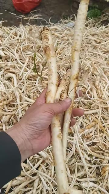 甘洛县现货