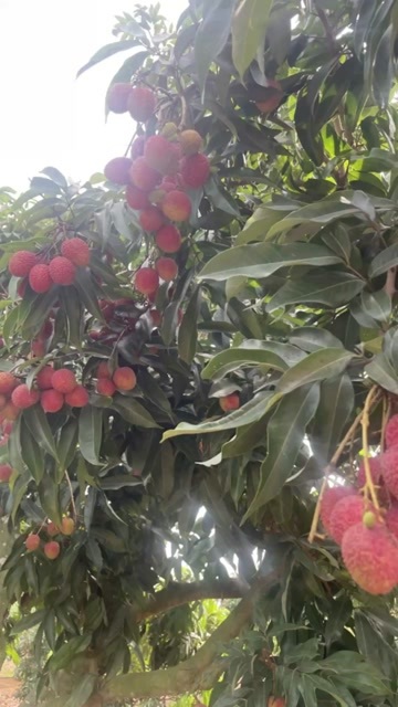 隆安县荔枝