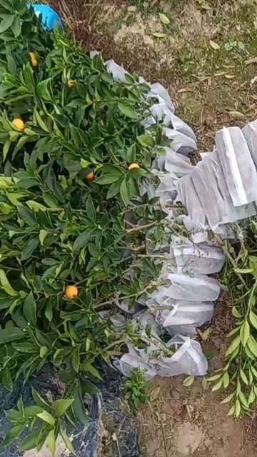 荔浦市大叶滑皮