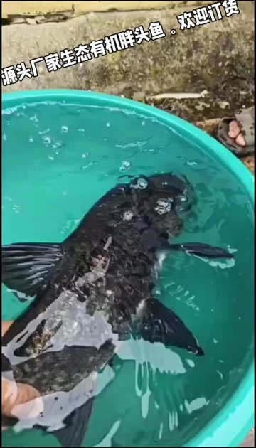 吊水鲢鳙。吊水花莲。