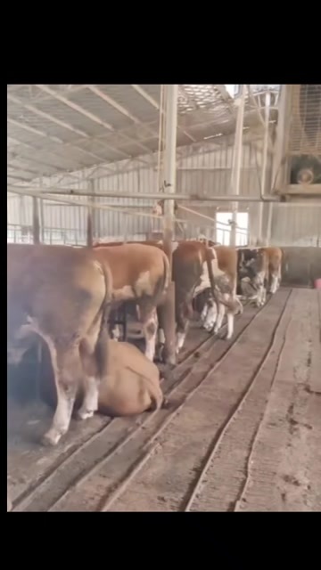 威宁县肉牛