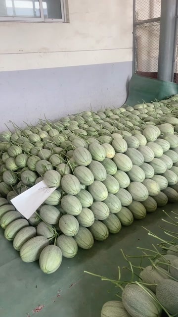 寿光市山东产地哈密瓜西洲蜜25