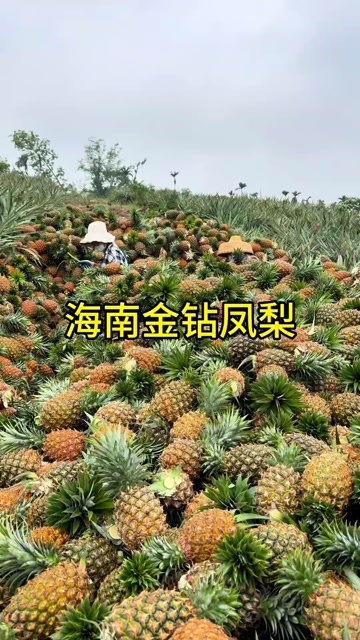 三亚【海南直发】海南金钻凤梨新鲜水果手撕凤梨