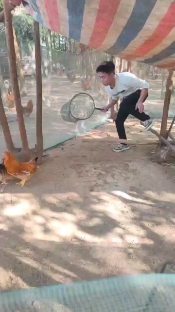 南宁自家山林放养老鸡， 老阉鸡母鸡
