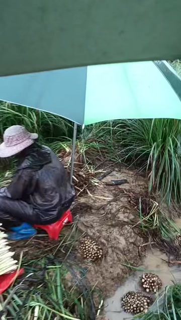 东莞市精品柠檬香茅草，产地直发价格实惠，下暴雨也在出货，366天有