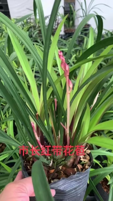 兰花苗建兰四季兰市长红花期浓香室内绿植盆栽花卉好养活