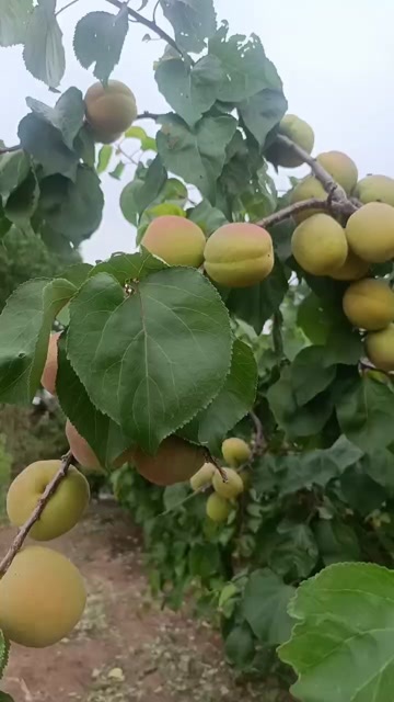凯特杏超级棒的货