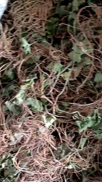 马蹄香，杜衡，土细辛