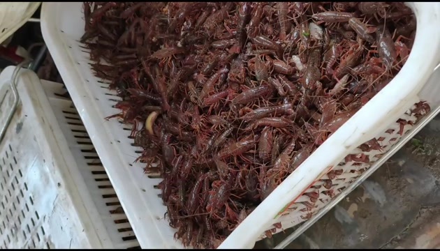 无为市大量出货小龙虾，小青，中青，大青，