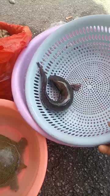 施秉县七星鱼，鱼干
