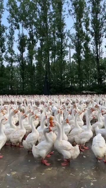 寿县皖西大白鹅