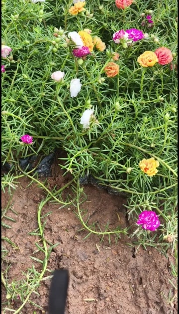 漳州太阳花小杯苗20-25公分，大花马齿苋，半枝莲