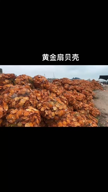 雷州市黄金扇贝壳
