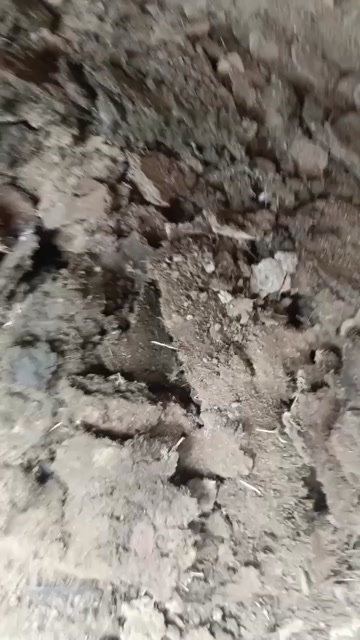英德市《鸡粪》